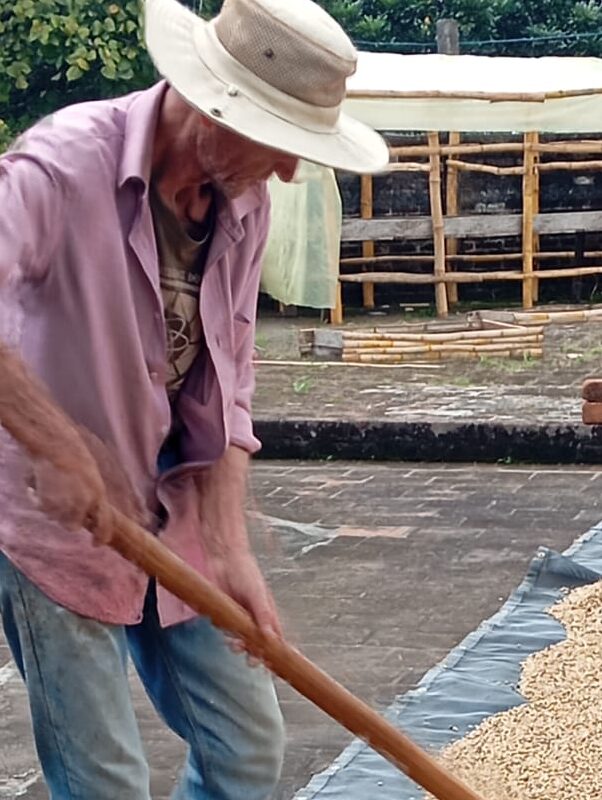 A worker during the drying of coffee