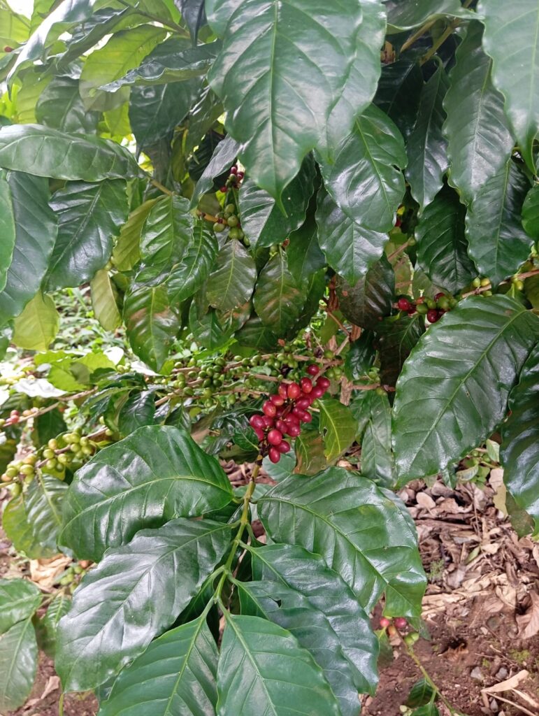 coffee beans and leaves